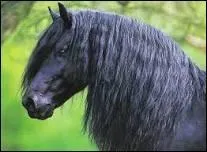 Quelle est la race de ce cheval ?