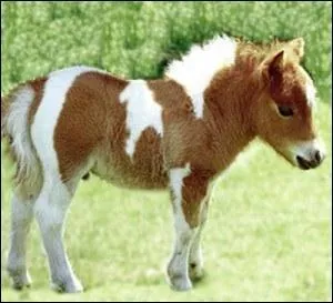 Quelle est la robe de ce poulain ?