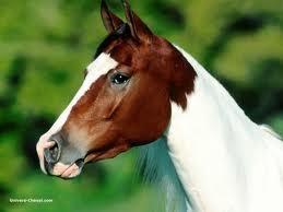 Quiz Equitation