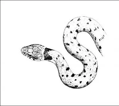 Quelle figure de style utilise-t-on dans la phrase suivante :  Elle a une langue de vipre  ?