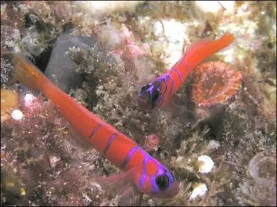 Ces poissons sont des :