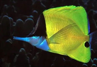 Quel est le nom de ce poisson ?