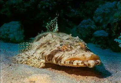 Quel est ce poisson ?