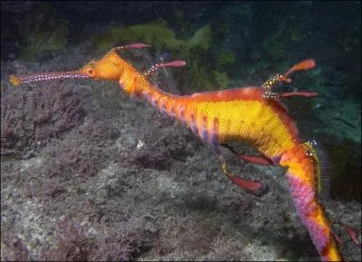 Comment appelle-t-on ce poisson ?