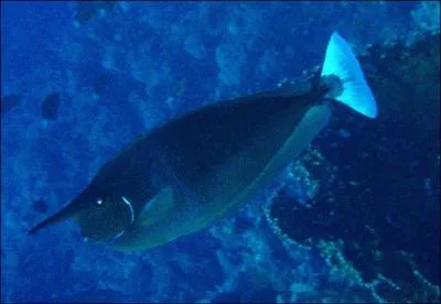 Par quel nom dsigne-t-on celui-ci ?