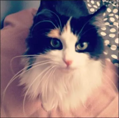 Comment s'appelle son chat ?