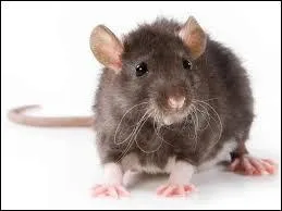 Le mot commence par : Plie