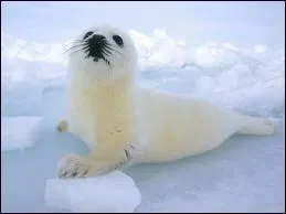 Le mot commence par : Loup