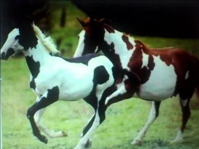 Comment se nomme cette couleur de robe ?