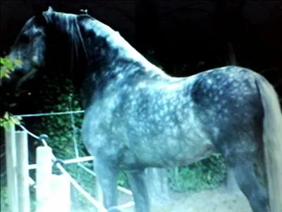 Comment se nomme cette couleur de robe ?