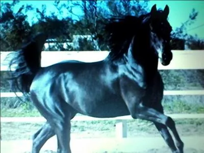 Comment se nomme cette couleur de robe ?