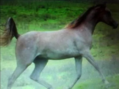 Comment se nomme cette couleur de robe ?