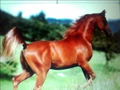 Comment se nomme cette couleur de robe ?