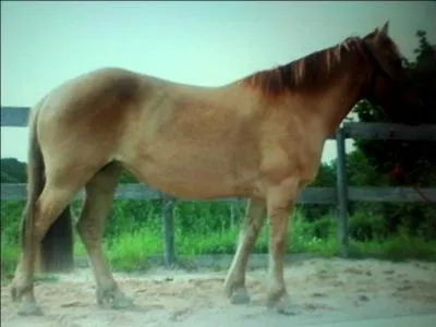 Comment se nomme cette couleur de robe ?