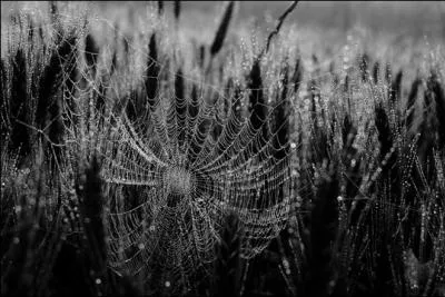 Qui nous parlait, dans une de ses chansons, d'une maison couverte de vigne vierge et de toiles d'araigne ?