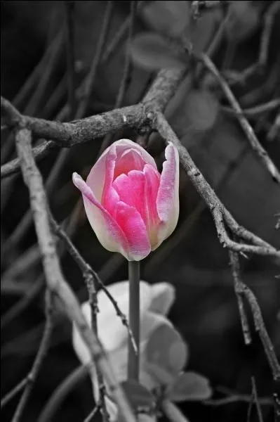 A qui Ronsard ddiait-il le pome  Mignonne allons voir si la rose  ?