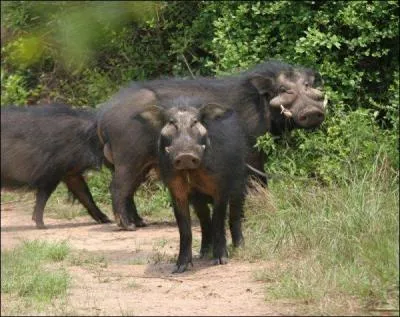 Et celui-ci, que l'on trouve galement en Afrique !