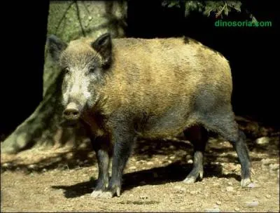 En Louisiane, ainsi que dans de nombreux tats des Etats-Unis, les cochons sauvages prolifrent tellement qu'ils sont devenus un vritable flau pour les agriculteurs et les autres animaux, on les appelle :