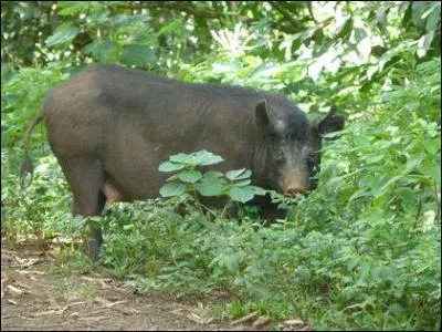 On trouve des porcs sauvages en Polynsie !