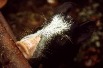 On trouve galement des cochons sauvages en Nouvelle-Caldonie !