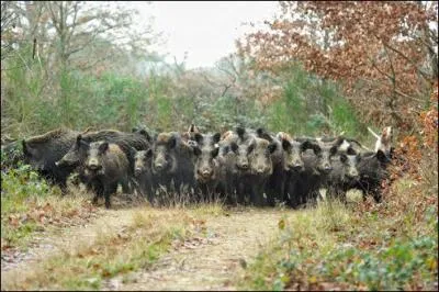 En Grande-Bretagne, pour ce qui concerne le sanglier, il faut savoir une chose :