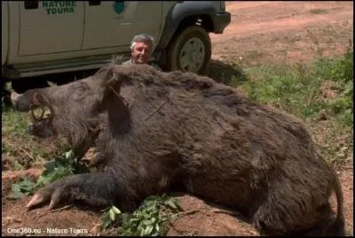 En Turquie, cette sous-espce de sanglier atteint des tailles normes, les paysans le craignent, on l'appelle ...