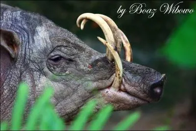 C'est le plus primitif des porcs sauvages, on le trouve aux Clbes et sur l'le de Togian !