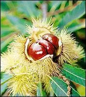 Premire fabrique de marrons glacs !