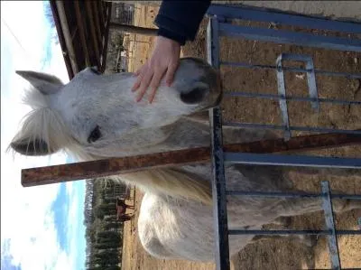 Ton cheval s'arrte en balade, que fais-tu ?