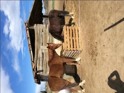 Peux-tu me donner l'utilit de la brosse dure ?