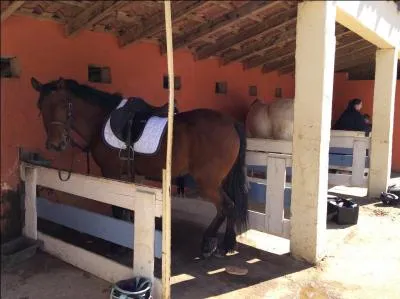 Qu'est-ce que le garrot ?