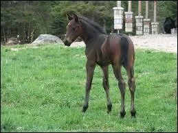 Que voyez-vous sur cette image ? Indice : Chocolat.