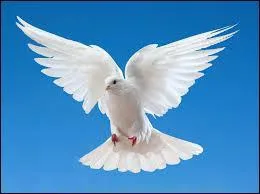 Que voyez-vous sur cette image ? Indice : La paix.