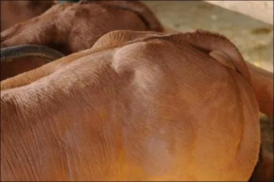 Il paratrait que l'origine du mot est incertaine, mais voudrait dire  boeuf engraiss .