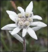 Si pour vous tout l-haut dans la montagne, on est parti vous cueillir un edelweiss pour vous l'offrir que pense la personne ?