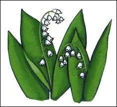 Bientt de retour le muguet va fleurir dans les sous-bois, mais quelle est sa signification ?