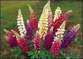 Que pense la personne en vous offrant un bouquet de lupins ?