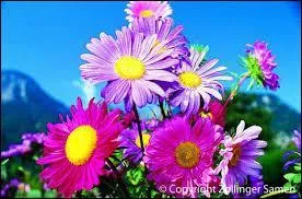 Et un joli bouquet de reines-marguerites ?