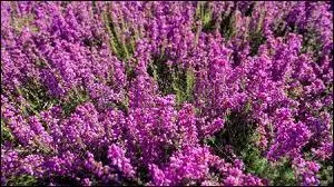 Quelle signification a un joli bouquet de bruyre ?