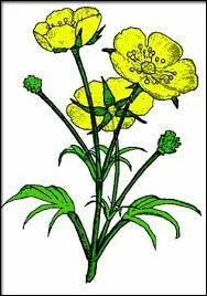 Que peut signifier le bouton d'or ?