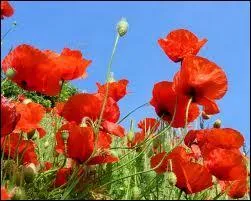 Que veut dire le gentil coquelicot ?