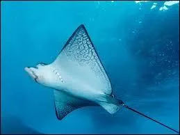 Le mot commence par : Jars