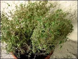 Le mot commence par : Cerf