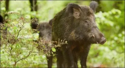 Les Ardennes, château fort !
