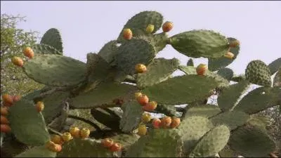 Cette expression lui est attribuée : Qui s'y frotte s'y pique !