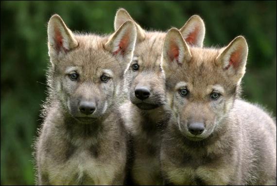 Quizz Pour les amis des animaux - Quiz Animaux, Amis Quizz Pour les amis des animaux - Quiz Animaux, Amis