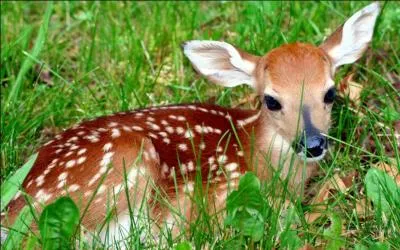 Quel est le nom du petit de la biche ?