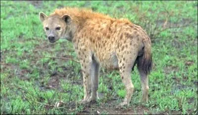 Chez les hynes tachetes, qui domine ?