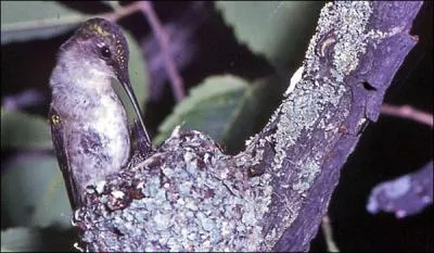 O trouve-t-on le colibri  gorge rubis ?