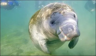 Combien peut peser un lamantin des Antilles ?